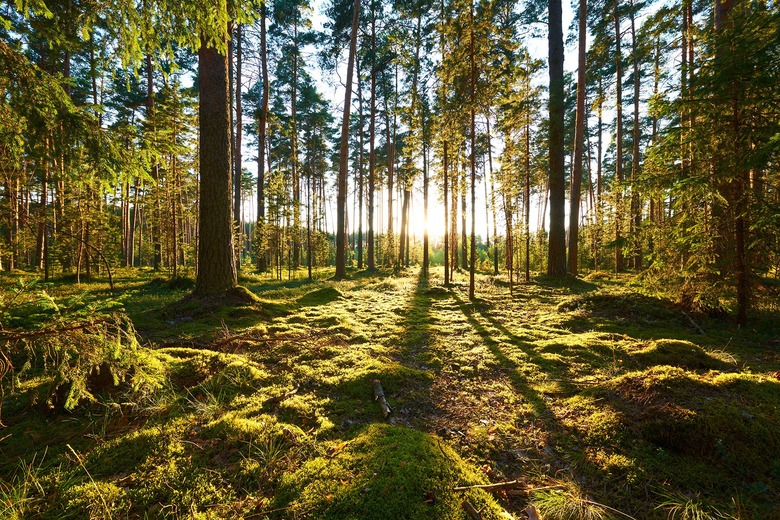 Trees in a forest with the sun beaming through.